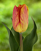 Tulipa Strong Stripes