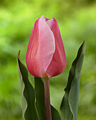 Tulpe (Tulipa) 'Aafke Marvel'