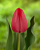 Tulpe (Tulipa) 'Charade', orangefarben, rot