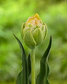 Tulipa Andre 75