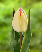 Tulipa Suwath?s Beauty