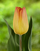 Tulipa Strong Match