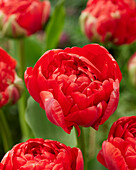 Tulipa Gudoshnik Double