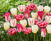 Tulpe (Tulipa) 'USA', Mischung