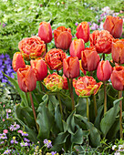 Tulpe (Tulipa) 'Orangefarben', Mischung