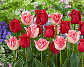 Tulpe (Tulipa) 'Barbados', 'Negligé'
