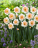 Narcissus Peach Diamond