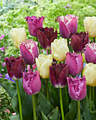 Tulpe (Tulipa) 'Purple and White Fringed', Mischung