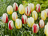 Tulpe (Tulipa) 'Happy People', 'Happy Generation'