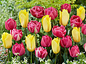 Tulpe (Tulipa) 'Yellow and Pink', Mischung