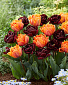 Tulpe (Tulipa) 'Orange Princess', 'Canyon'