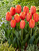 Tulpe (Tulipa) 'Triple A'
