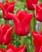 Tulipa Invitation