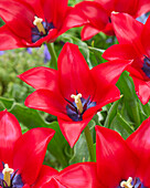 Tulipa Invitation