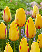 Tulipa La Courtine