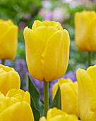 Tulpe (Tulipa) 'Caractère'