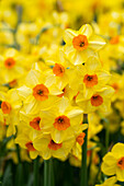 Narcissus Bright Day