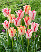 Tulpe (Tulipa) 'Beauty Dream', 'Beauty Trend'