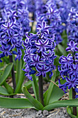 Hyazinthe (Hyacinthus) 'Blue Jeans'