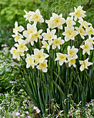 Narzisse (Narcissus) 'Prom Dance'