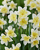 Narzisse (Narcissus) 'Prom Dance'