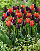 Tulpe (Tulipa) 'Annie Schilder', 'Queen of Night'