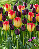 Tulpe (Tulipa) 'Queen of Night', 'Suncatcher'