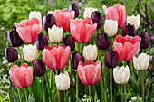 Tulipa mix