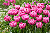 Tulipa Tabledance