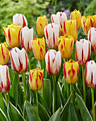 Tulipa Happy Generation,Washington