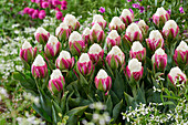 Tulpe (Tulipa) 'Ice Cream'