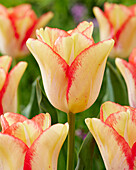Tulpe (Tulipa) 'Beauty Dream'