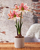 Ritterstern, auch Amaryllis (Hippeastrum) 'Moon Scene'