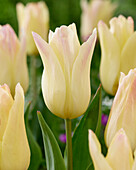 Tulpe (Tulipa) 'Elegant Lady'