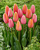 Tulpe (Tulipa) 'Menton', 'Dordogne'