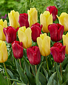 Tulipa Seadov,Strong Gold