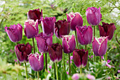 Tulpe (Tulipa) 'Purple Crispa', Mischung
