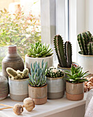 Cactus and succulent collection