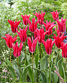 Tulipa Doll's Minuet