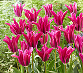 Tulpe (Tulipa) 'Purple Doll'