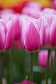 Tulpe (Tulipa) 'Milchshake'