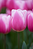 Tulpe (Tulipa) 'Milchshake'