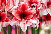 Ritterstern, auch Amaryllis (Hippeastrum) 'Charisma'