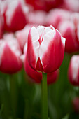 Tulpe (Tulipa) 'Dutch Design'