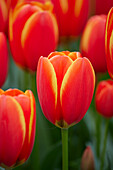 Tulipa World's Favourite