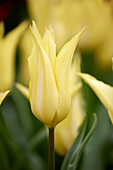 Tulpe (Tulipa) 'Florijn Chic'