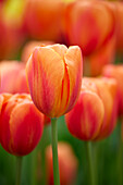 Tulpe (Tulipa) 'Delta Storm'