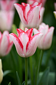 Tulipa Beauty Trend