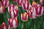 Tulpe (Tulipa) 'Colour Fusion'