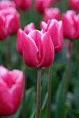 Tulpe (Tulipa) 'Debutante'